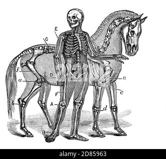 Eine Darstellung der Skelette von Mensch und Pferd aus dem 19. Jahrhundert: Die Abbildung zeigt die Pferdebegriffe in Klammern. .A. Knie (Kniegelenk); B. Knöchel (Sprunggelenk); C. Ellenbogen; D. Handgelenk (Knie); E, Humerus; F. Femur Stockfoto