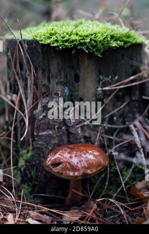 Bay Bolete - Boleros badius Pilz wächst an der Basis eines Flauna gekrönten Baumstumpf im Herbst im New Forest, Hampshire, England, Großbritannien. Stockfoto