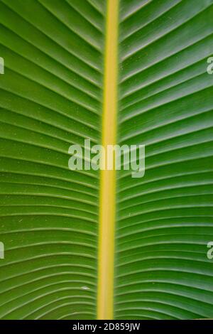 Strelitzia alba grünes Blatt aus der Nähe Stockfoto