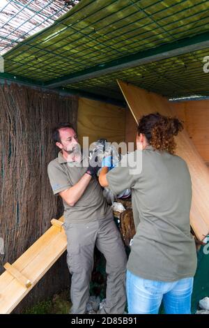 Wiedereinführung des Bartgeiers in den Kantabrischen Bergen, Nationalpark Picos de Europa, Asturien, Spanien, Europa Stockfoto