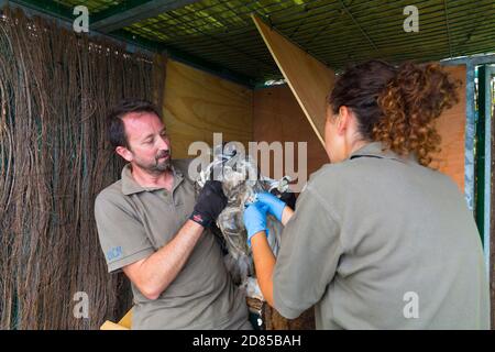 Wiedereinführung des Bartgeiers in den Kantabrischen Bergen, Nationalpark Picos de Europa, Asturien, Spanien, Europa Stockfoto