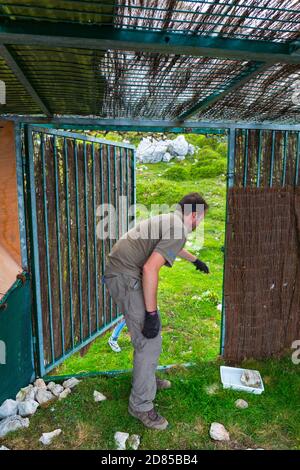 Wiedereinführung des Bartgeiers in den Kantabrischen Bergen, Nationalpark Picos de Europa, Asturien, Spanien, Europa Stockfoto