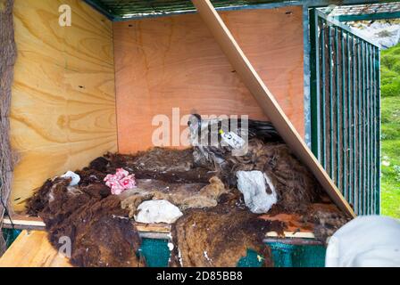 Wiedereinführung des Bartgeiers in den Kantabrischen Bergen, Nationalpark Picos de Europa, Asturien, Spanien, Europa Stockfoto