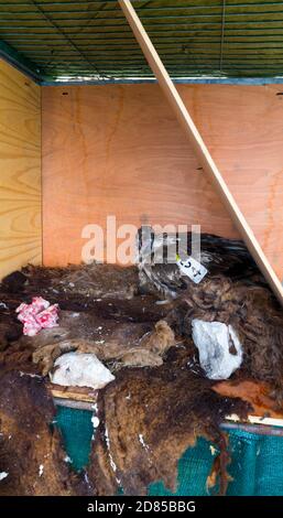 Wiedereinführung des Bartgeiers in den Kantabrischen Bergen, Nationalpark Picos de Europa, Asturien, Spanien, Europa Stockfoto