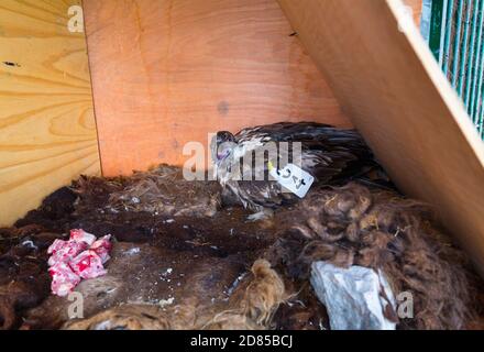 Wiedereinführung des Bartgeiers in den Kantabrischen Bergen, Nationalpark Picos de Europa, Asturien, Spanien, Europa Stockfoto