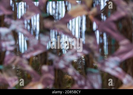 Wiedereinführung des Bartgeiers in den Kantabrischen Bergen, Nationalpark Picos de Europa, Asturien, Spanien, Europa Stockfoto