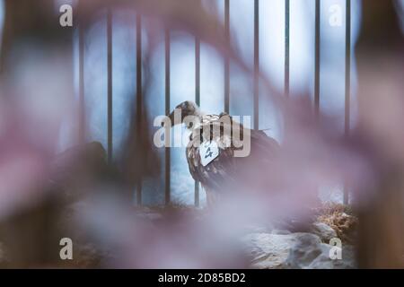 Wiedereinführung des Bartgeiers in den Kantabrischen Bergen, Nationalpark Picos de Europa, Asturien, Spanien, Europa Stockfoto