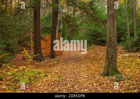 Ein Weg durch einen Herbstwald im Promised Land State Park, Pennsylvania Stockfoto