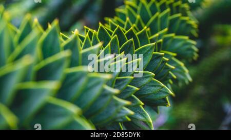 Nahaufnahme, Makroaufnahme einer spiralförmigen Pflanze. Kräftiges Grün und Blau. Stockfoto