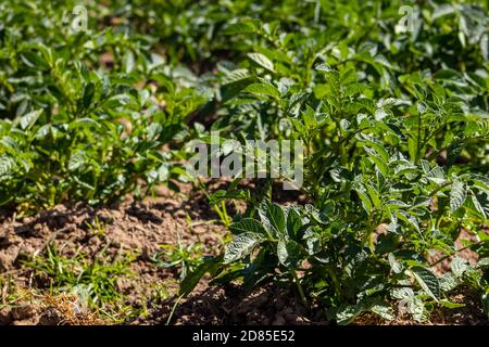 Typisches Kartoffelfeld in der Gemeinde La Calera an der Cundinamarca Region in Kolumbien Stockfoto