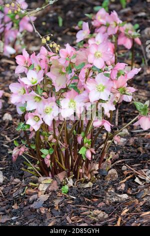 Helleborus Walbertons Rosmarin. Hellebore Walbertons Rosmarin, Helleborus 'Walhero'. Weihnachtsrose 'Walberton's Rosmarin', Fastenrose× Stockfoto