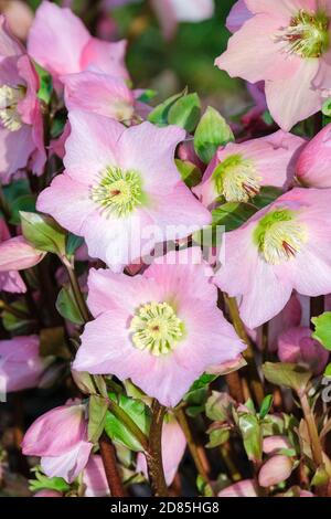 Helleborus Walbertons Rosmarin. Hellebore Walbertons Rosmarin, Helleborus 'Walhero'. Weihnachtsrose 'Walberton's Rosmarin', Fastenrose× Stockfoto