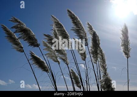 pampas Gras auf blauem Himmel Hintergrund, norfolk, england Stockfoto