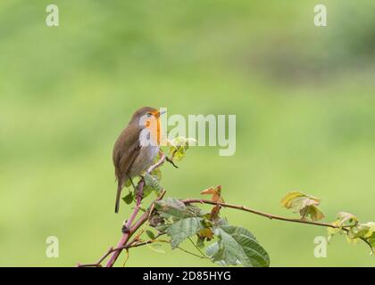 Robin, Erithacus rubecula, alleinstehend auf Brambles. Worcestershire, Großbritannien. Stockfoto