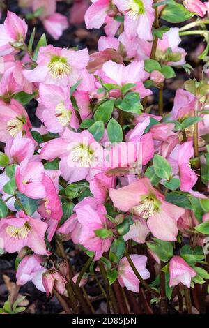 Helleborus Walbertons Rosmarin. Hellebore Walbertons Rosmarin, Helleborus 'Walhero'. Weihnachtsrose 'Walberton's Rosmarin', Fastenrose Stockfoto