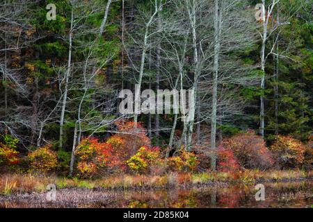 Spätherbst Vegetation wächst entlang der Küste des Promised Land Lake am Promised Land State Park in Pennsylvania Pocono Mountains. Stockfoto