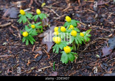 Winter Aconite. Eranthis hyemalis. Winter hellebore. Winter wolf's bane. Yellow flowers on plants growing in chopped bark mulch Stockfoto