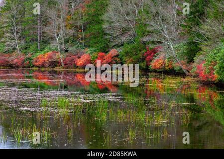 Spätherbst Vegetation wächst entlang der Küste des Promised Land Lake am Promised Land State Park in Pennsylvania Pocono Mountains. Stockfoto