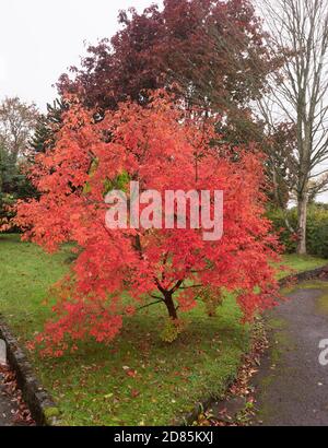 Paperbark Maple, Acer griseum, im Herbst, Worcestershire, Großbritannien. Stockfoto