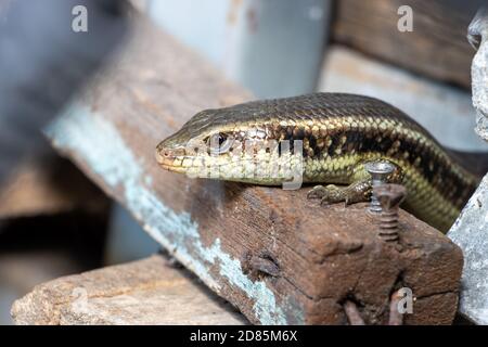 Ein kleines Reptil lebt auf dem Hof des Hauses zwischen den alten Dingen und Material, Thailand. Sun Skink, Scincidae, lebt am Lagerplatz. Stockfoto