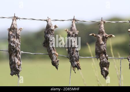 Ayrshire, Schottland, Großbritannien, Tote Maulwürfe hängen an einem Farmerzaun.Moles, die in einem Gebiet gefangen werden, werden an Zäunen gehängt, so dass die Bauern sehen können, welche wo gefangen wurden Stockfoto