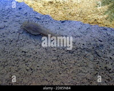 Kaulquappe des mittelmeerfrosches (Discoglossus pictus Otth, 1837) (Alytidae) Stockfoto