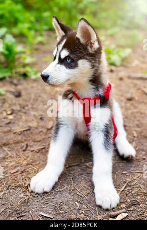 Niedlicher kleiner Welpe von siberian Husky in einer roten Hundeleine sitzt auf einer unbefestigten Straße im Wald auf einem verschwommenen grünen Pflanzenhintergrund, Kopierraum. Stockfoto