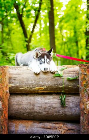 Schöner kleiner Welpe von sibirischen Husky mit roter Hundeleine liegt auf einem Holzzaun im Wald auf einem verschwommenen grünen Bäumen Hintergrund, Kopierraum. Stockfoto