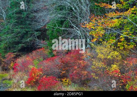 Spätherbst Vegetation wächst entlang der Küste des Promised Land Lake am Promised Land State Park in Pennsylvania Pocono Mountains. Stockfoto