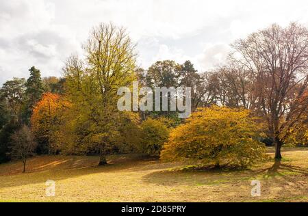 Die volle Farbe der herbstlichen Blätter auf den Bäumen am Batsford Arboretum. Stockfoto