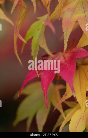 Die volle Farbe der herbstlichen Blätter auf den Bäumen am Batsford Arboretum. Stockfoto