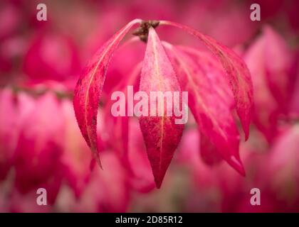 Die volle Farbe der herbstlichen Blätter auf den Bäumen am Batsford Arboretum. Stockfoto