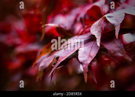 Die volle Farbe der herbstlichen Blätter auf den Bäumen am Batsford Arboretum. Stockfoto