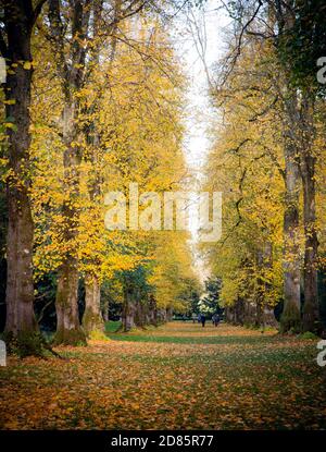 Die volle Farbe der herbstlichen Blätter auf den Bäumen am Batsford Arboretum. Stockfoto