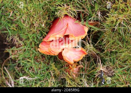 Scarlet Waxcap Fungus (Hygrocybe coccinea), Pant y Llyn, Builth Wells, Brecknockshire, Powys, Wales, Großbritannien, Großbritannien, Großbritannien, Großbritannien, Europa Stockfoto