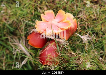 Scarlet Waxcap Fungus (Hygrocybe coccinea), Pant y Llyn, Builth Wells, Brecknockshire, Powys, Wales, Großbritannien, Großbritannien, Großbritannien, Großbritannien, Europa Stockfoto