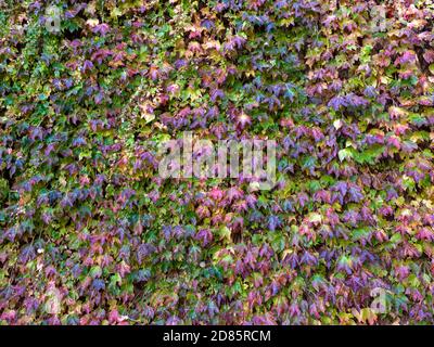 Virginia Creeper oder Parthenocissus quinquefolia Blätter klettern eine Wand Im Herbst voller grüner roter und goldener Herbstfarben Stockfoto