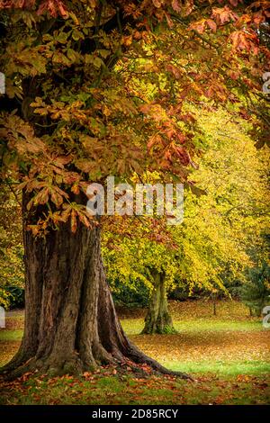 Die volle Farbe der herbstlichen Blätter auf den Bäumen am Batsford Arboretum. Stockfoto