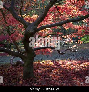 Die volle Farbe der herbstlichen Blätter auf den Bäumen am Batsford Arboretum. Stockfoto