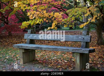 Die volle Farbe der herbstlichen Blätter auf den Bäumen am Batsford Arboretum. Stockfoto