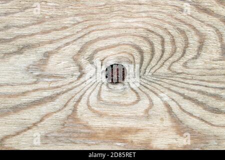 Knoten in Holz auf einer strukturierten Holzoberfläche Stockfoto