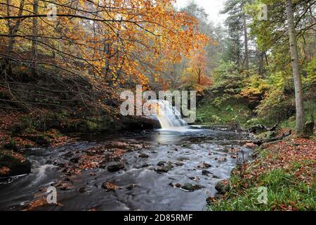 Blackling Hole Wasserfall im Herbst, Hamsterley Forest, Teesdale, County Durham, Großbritannien Stockfoto