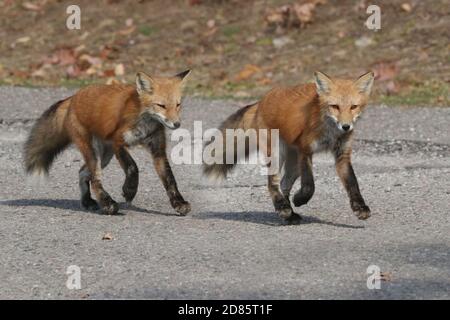 Fox cubs an der Straße und über die Straße Stockfoto