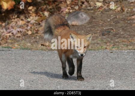 Fox cubs an der Straße und über die Straße Stockfoto