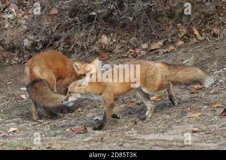 Fox cubs an der Straße und über die Straße Stockfoto