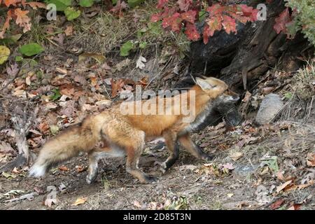 Fox cubs an der Straße und über die Straße Stockfoto