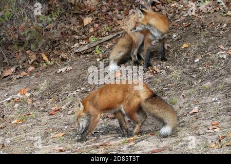 Fox cubs an der Straße und über die Straße Stockfoto