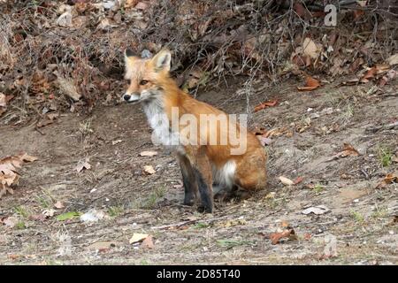 Fox cubs an der Straße und über die Straße Stockfoto