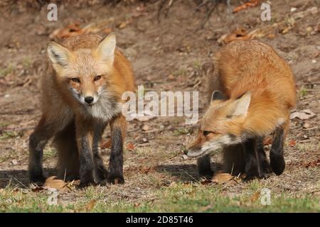 Fox cubs an der Straße und über die Straße Stockfoto