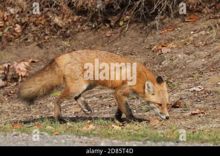 Fox cubs an der Straße und über die Straße Stockfoto